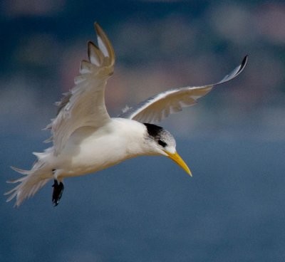 Crested Tern