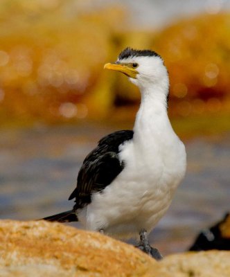 Little Pied Cormorant