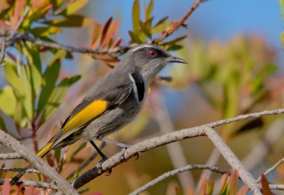 Crescent Honeyeater