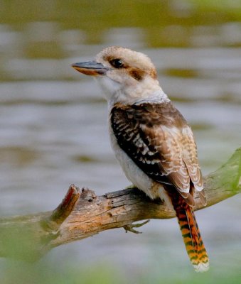 Laughing Kookaburra