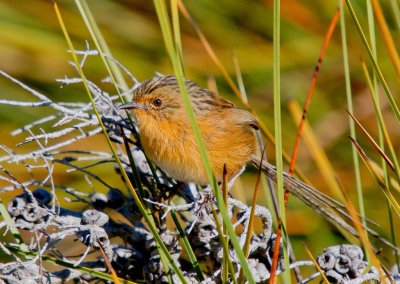 Southern Emu-wren