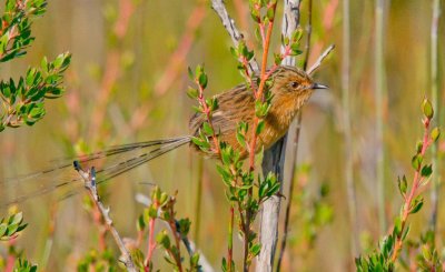 Southern Emu-wren