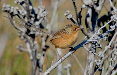 Southern Emu-wren