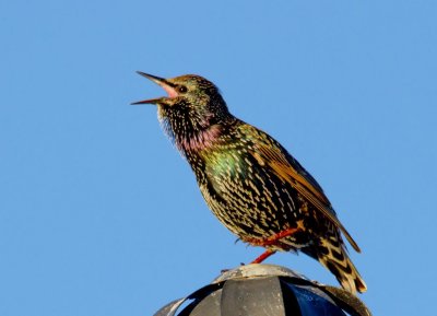 Common Starling