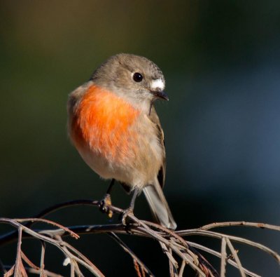 Scarlet Robin (female)