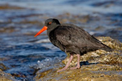 Sooty Oystercatcher (immature)