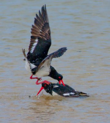 Pied Oystercatcher