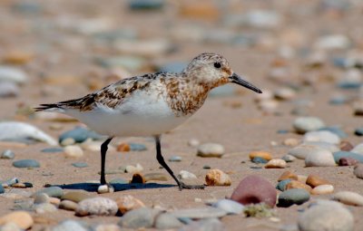 Sanderling