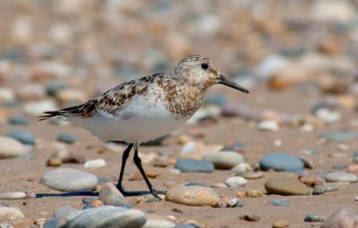 Sanderling