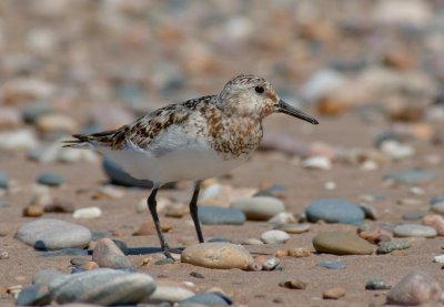 Sanderling