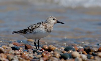 Sanderling