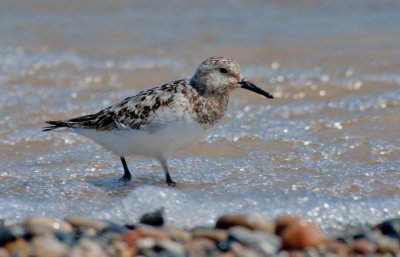 Sanderling