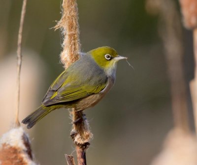 Silvereye