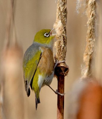 Silvereye