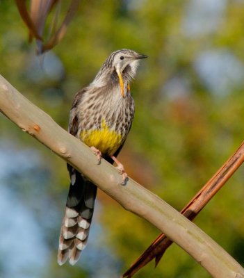 Yellow Wattlebird