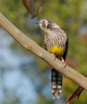 Yellow Wattlebird