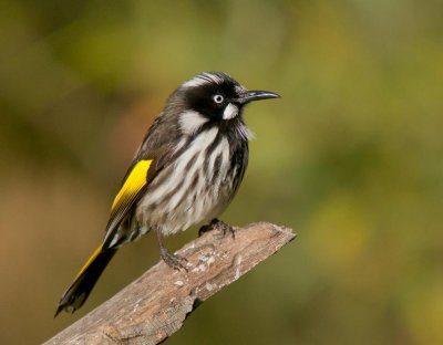 New Holland Honeyeater