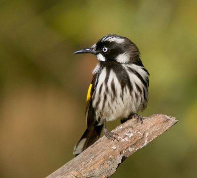 New Holland Honeyeater