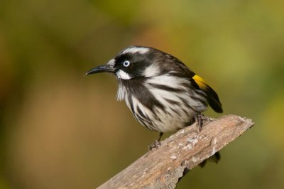 New Holland Honeyeater