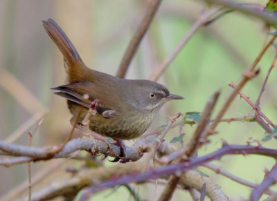 Tasmanian Scrubwren