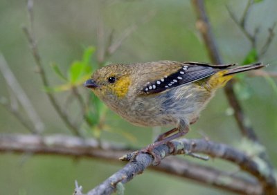 Forty-spotted Pardalote