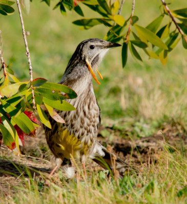 Yellow Wattlebird