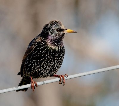 Common Starling