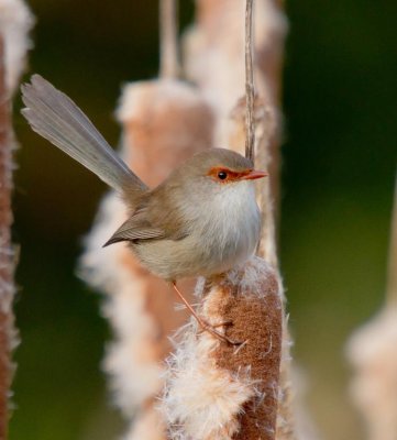 Superb Fairy-wren