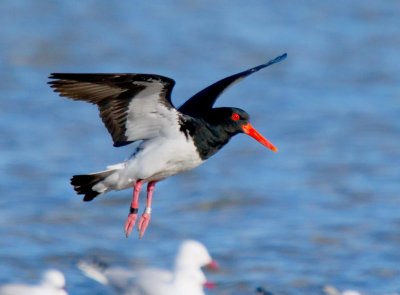 Pied Oystercatcher                 (banding records show this bird to be at least 19 years old)