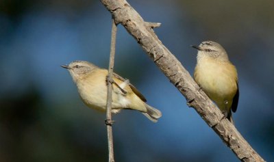 Yellow-rumped Thornbill