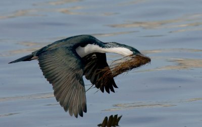 Black-faced Cormorant (carrying nesting material)