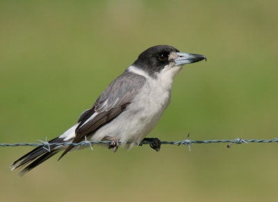 Grey Butcherbird