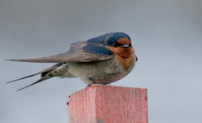 Welcome Swallow