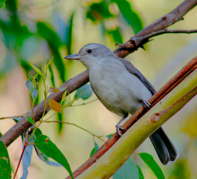 Grey-shrike Thrush