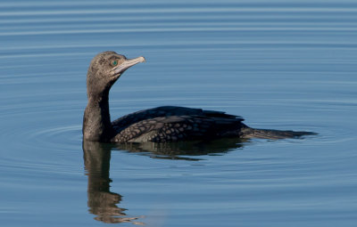 Little Black Cormorant