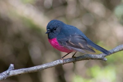 Pink Robin