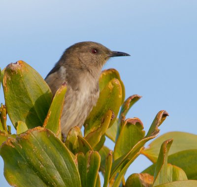 Crescent Honeyeater (female)