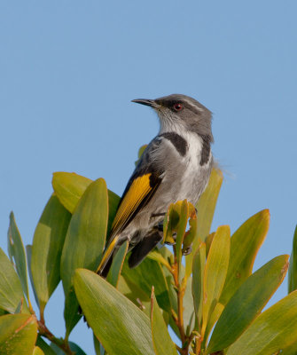 Crescent Honeyeater