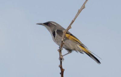 Crescent Honeyeater