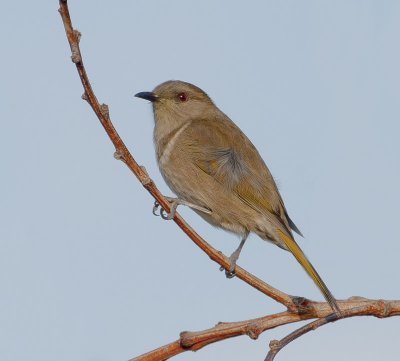 Crescent Honeyeater (female)
