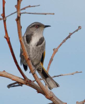 Crescent Honeyeater