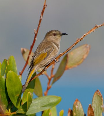 Crescent Honeyeater (female)