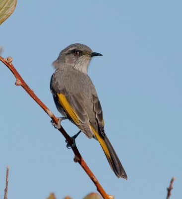 Crescent Honeyeater