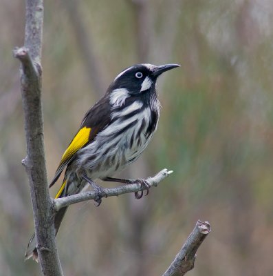 New Holland Honeyeater