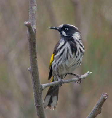 New Holland Honeyeater