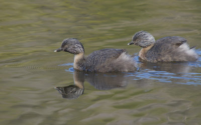 Hoary-headed Grebe