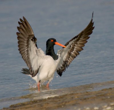 Pied Oystercatcher