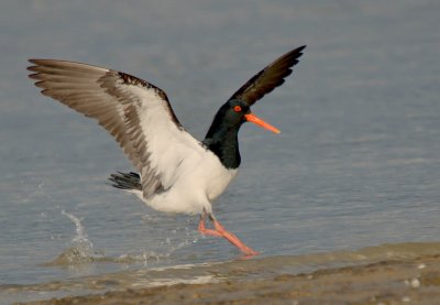 Pied Oystercatcher