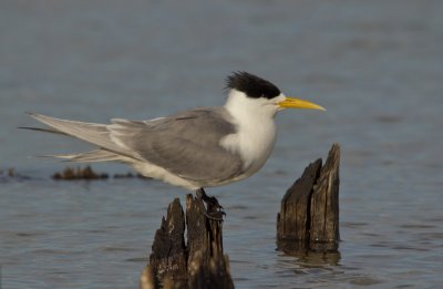 Crested Tern