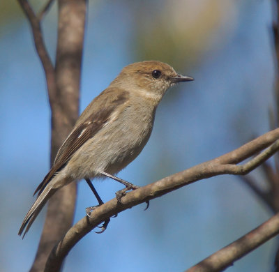 Dusky Robin